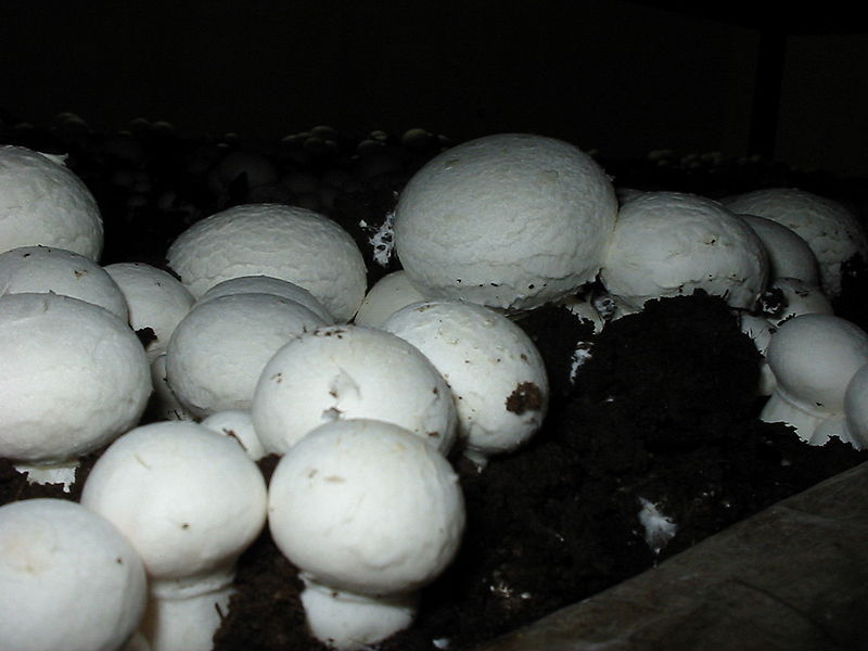 Agaricus bisporus на стеллаже в промышленном комплексе незадолго перед сбором Гриб Agaricus bisporus
