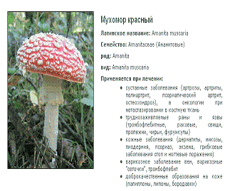 Мухомор красный Лечение мухомором красным