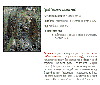 Гриб Сморчок конический Лечебный сморчок конический