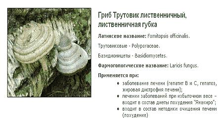 Гриб Трутовик лиственничный Лиственничная губка