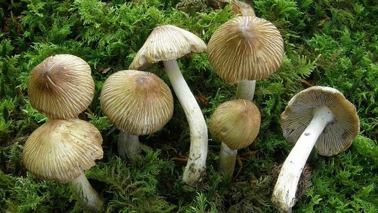 Ядовитые грибы иноцибе Ядовитые грибы иноцибе