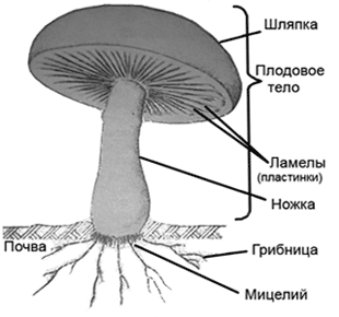 Классы грибов Классы грибов