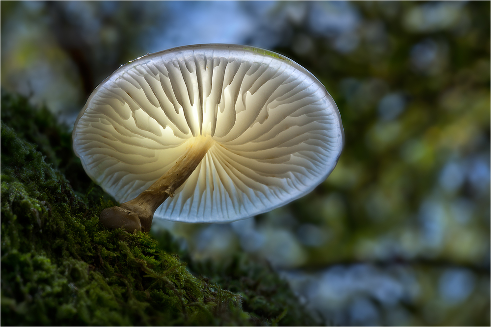 Гриб Neonothopanus gardneri Экземпляр гриба Neonothopanus gardneri