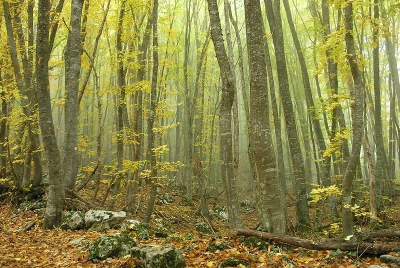 Сбор грибов в буковых лесах Сбор грибов в буковых лесах