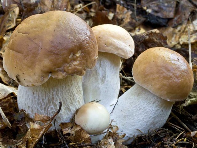 Грибной запах Грибной запах