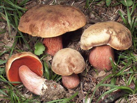 Условно съедобные грибы дубовики Условно съедобные грибы дубовики