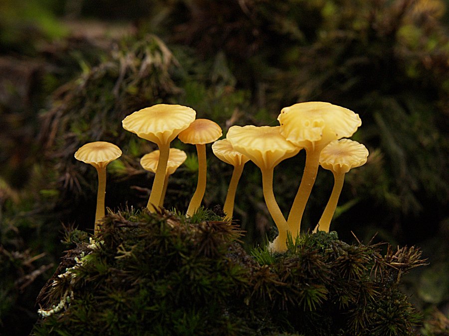 Характеристика грибов Fungi Характеристика грибов Fungi