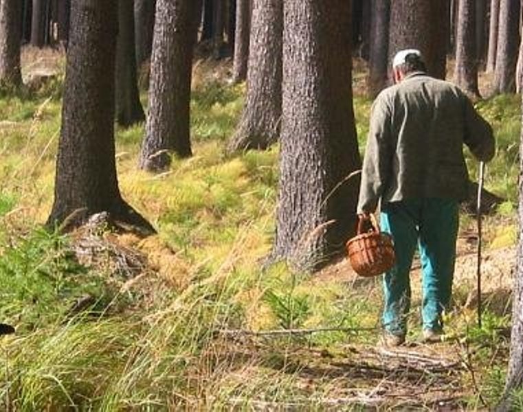 Грибные места в лесу Грибные места в лесу