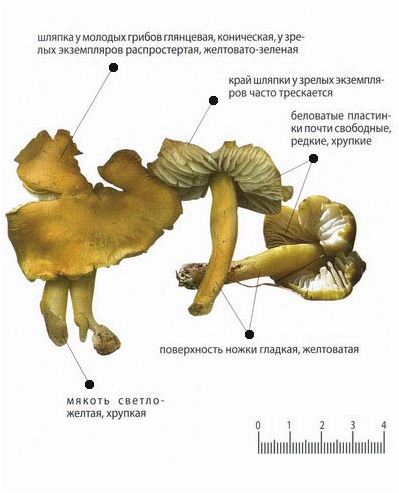 Гигроцибе лимонно-зеленая Гигроцибе лимонно-зеленая в разрезе