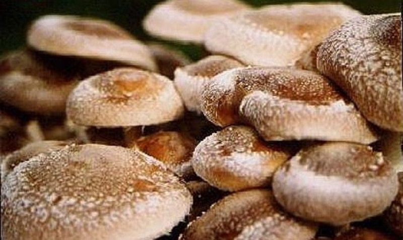 Лечебные свойства гриба шиитаке Лечебные свойства гриба шиитаке