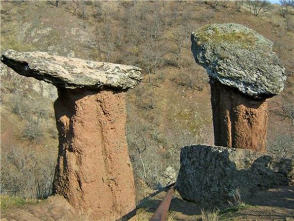 Грибы в литературе Грибы в литературе