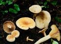 Груздь ароматный Груздь ароматный на поляне
