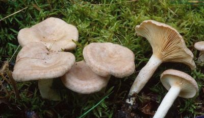 Груздь ароматный Грузди ароматные на траве