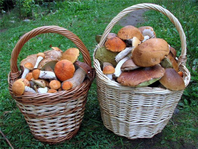 Культивирование микоризных грибов Культивирование микоризных грибов