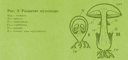 Развитие мухомора Рост и развитие мухомора