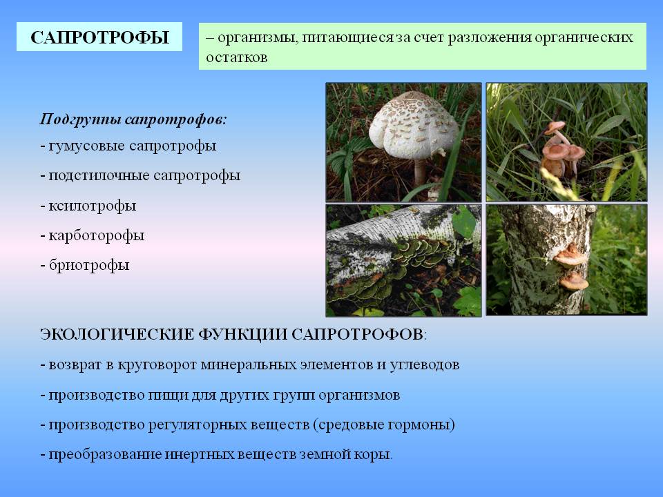 Подстилочные и гумусовые сапротрофы Подстилочные и гумусовые сапротрофы