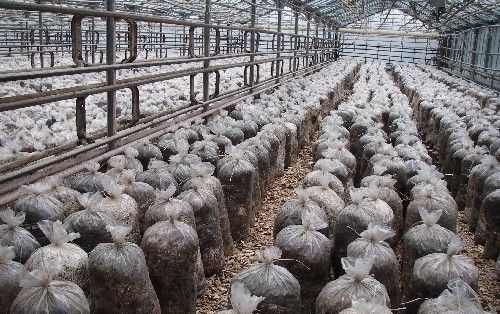 Выращивание вешенки обыкновенной Выращивание вешенки обыкновенной