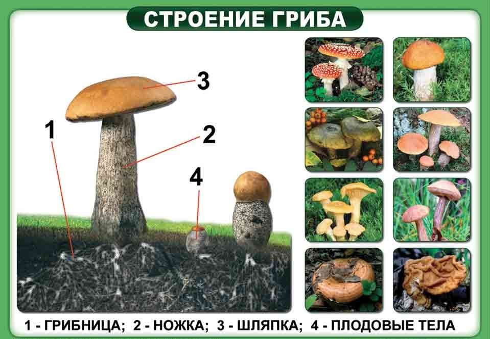 Грибные термины Грибные термины
