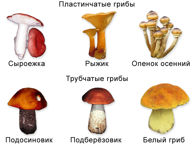 Микология Микология