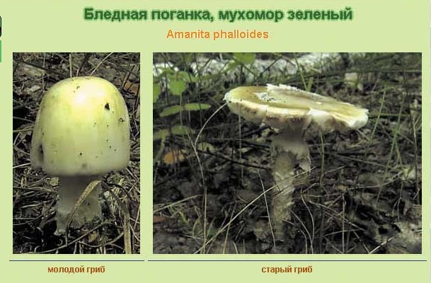 Отравление ядовитыми грибами Отравление ядовитыми грибами